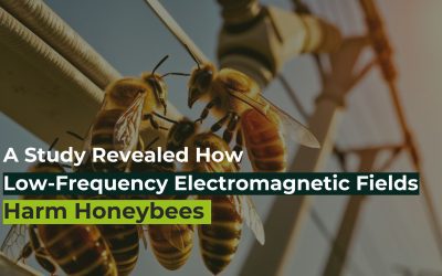 A Study Revealed How Low-Frequency Electromagnetic Fields Harm Honey Bees